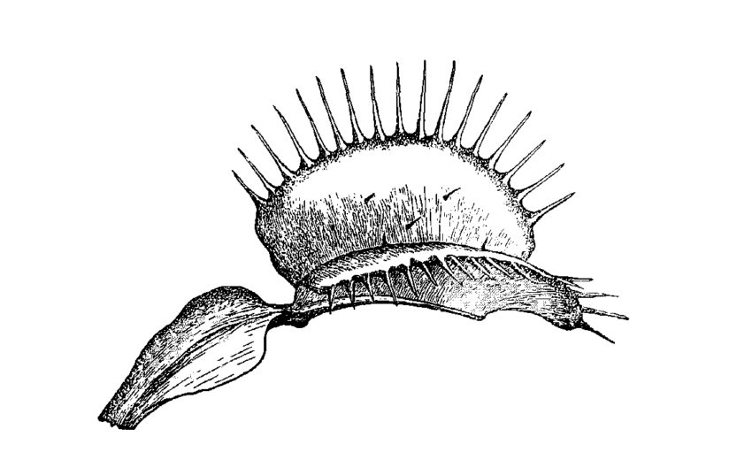 Drosera ericgreenii. A, mature plant in flower; B, lower surface of... |  Download Scientific Diagram